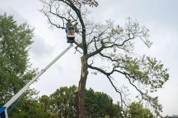 Emergency Storm Tree Removal in South Tucson, AZ